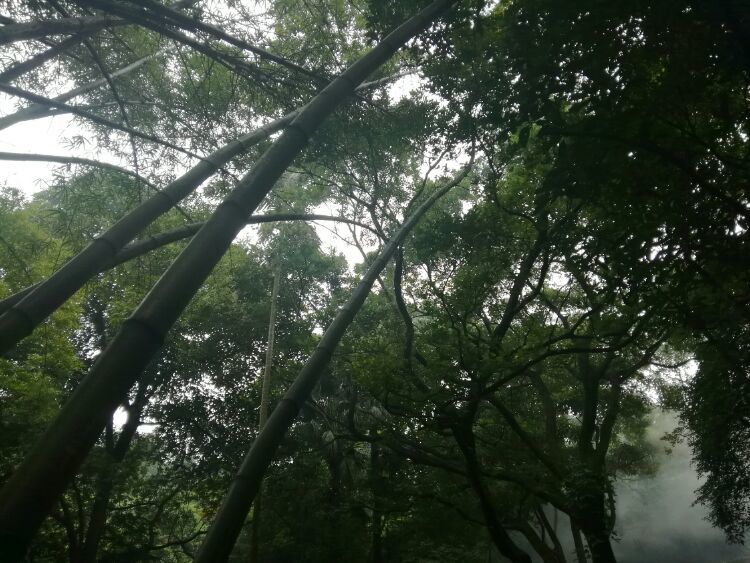 到中山的千年古刹古香林寺旧址周边山林探秘，感觉大自然太美啦