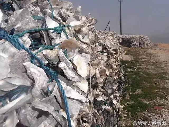 莆田牡蛎吃法,莆田海蛎的美味