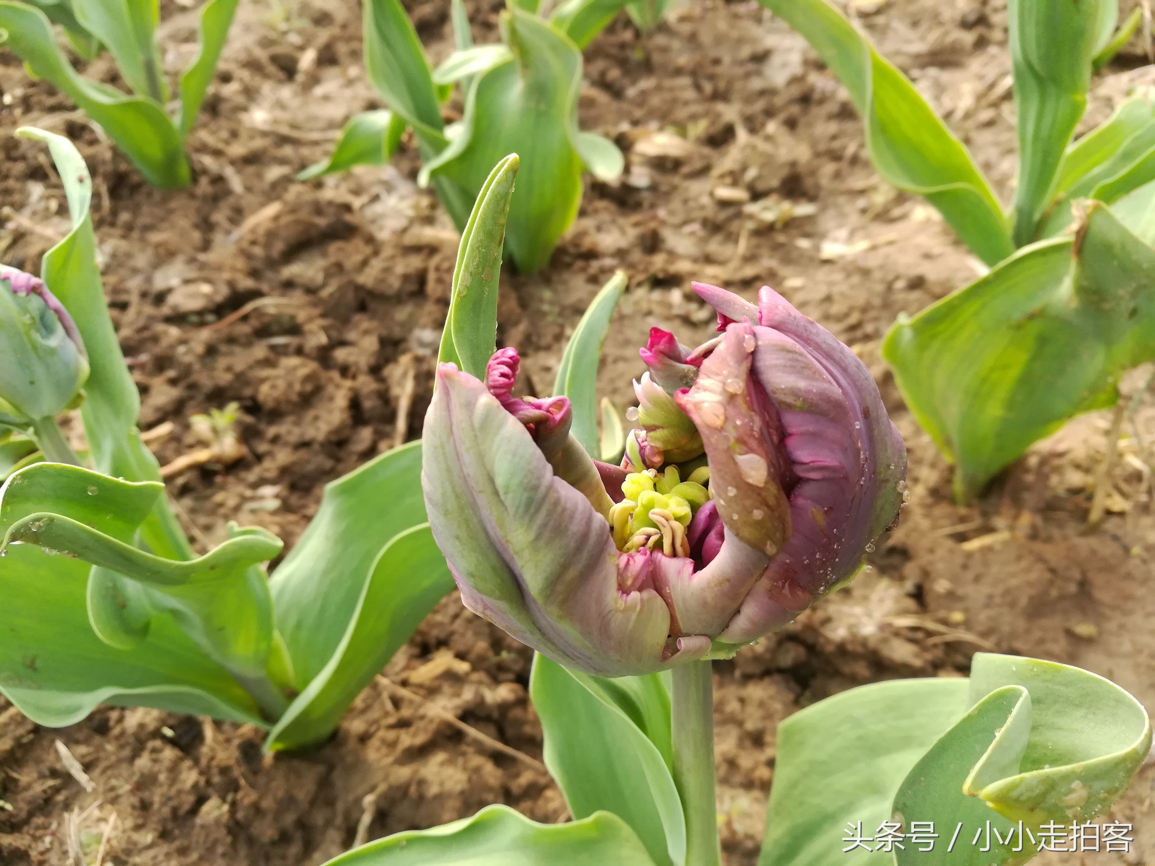 郁金香恶魔,传说中的郁金香种子