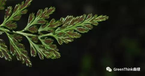 狼尾蕨造景方法,狼尾蕨的森林造景