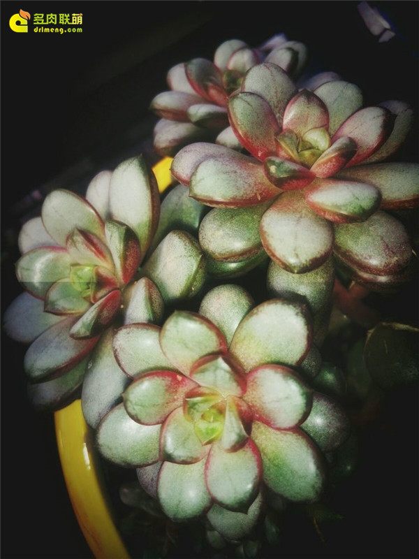 一个脚气患者的真实故事,关于癣有趣的故事