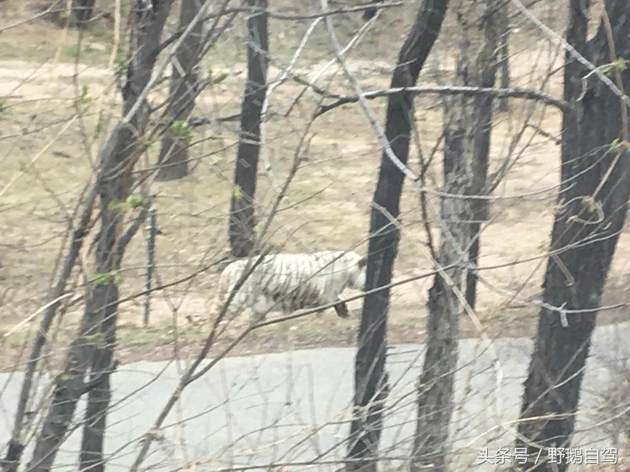 八达岭野生动物园野兽区,八达岭动物园自驾攻略大全