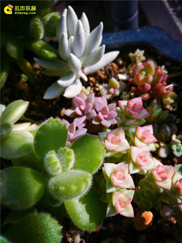 一个脚气患者的真实故事,关于癣有趣的故事