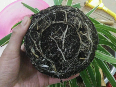 即将开花的花卉可以换盆吗,花卉换盆方法及注意事项