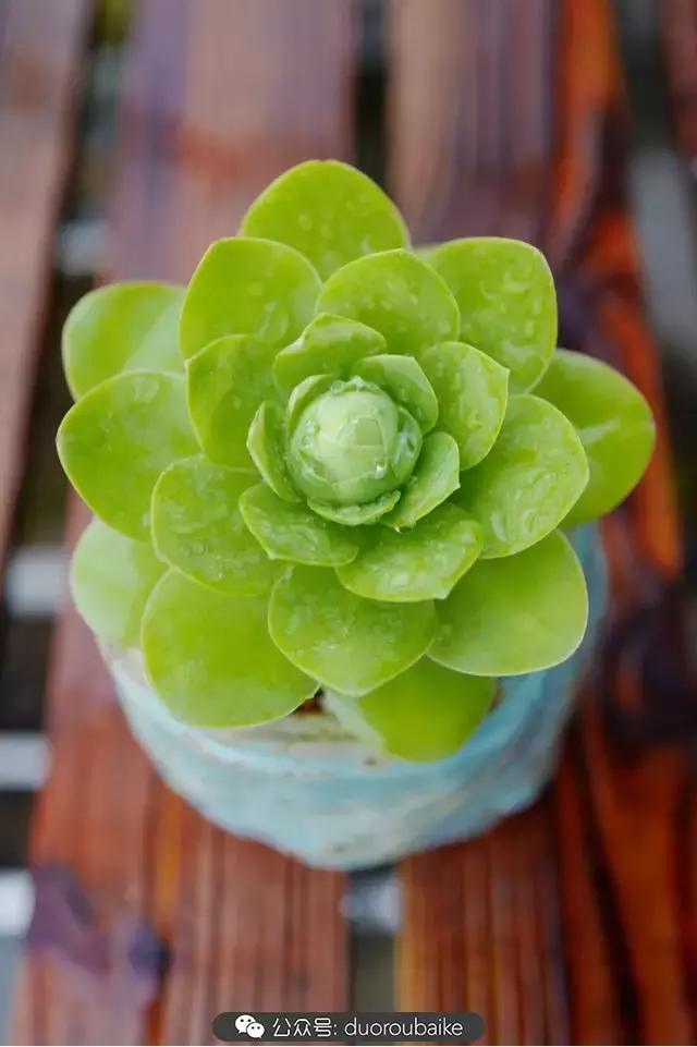 春雨多肉精品,包邮区的多肉