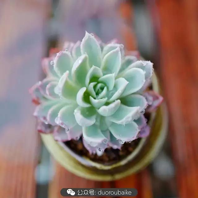 春雨多肉精品,包邮区的多肉