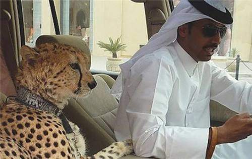 嫁到迪拜真实感受,嫁到迪拜的中国女人哪个最有钱