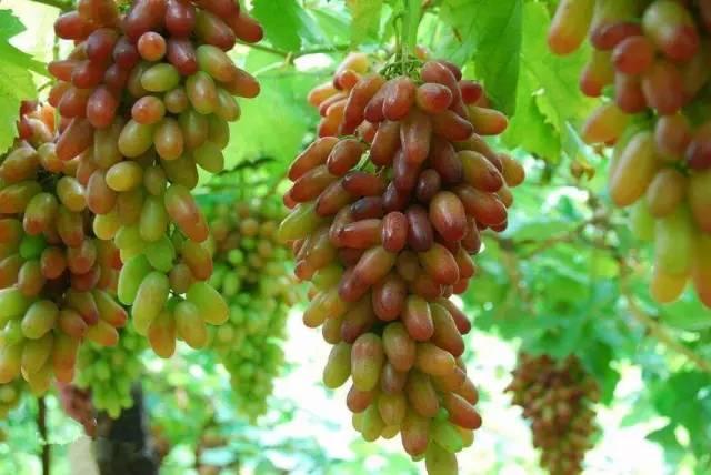 唐山国家级旅游度假区,唐山最好的旅游小镇