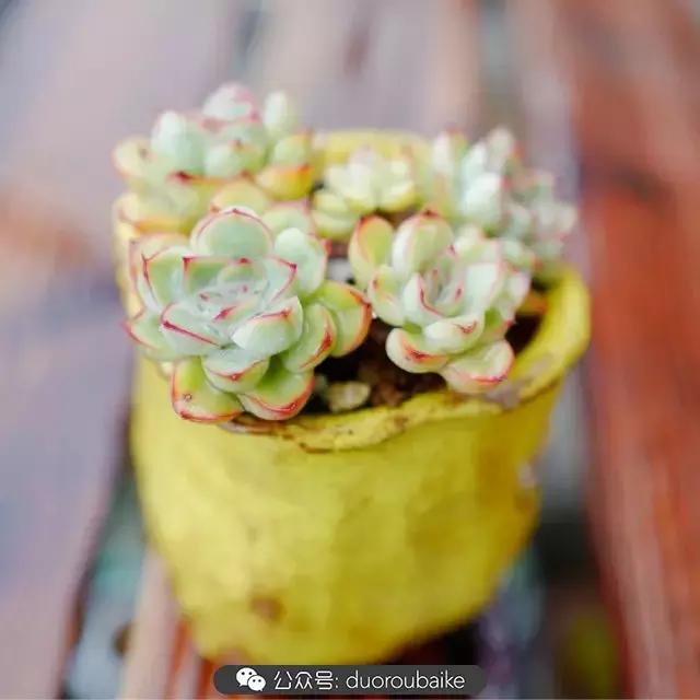 春雨多肉精品,包邮区的多肉