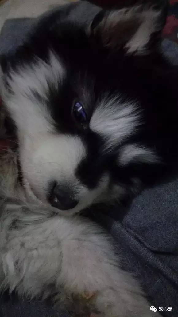 新手养狗把狗养死了好吗,第一次养狗把狗狗养死了