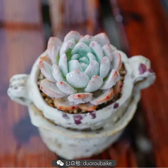 春雨多肉精品,包邮区的多肉