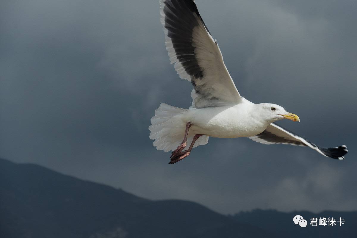 徕卡相机平民推荐,预算一万以内买什么相机