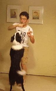 边牧这么聪明为什么很少人养,边牧太胆小了什么都教不会