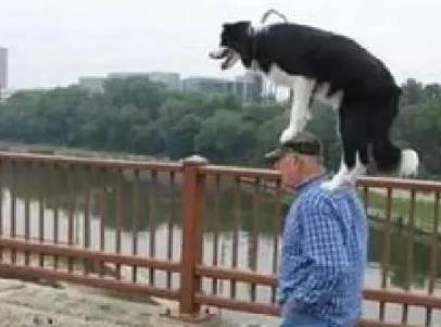 边牧这么聪明为什么很少人养,边牧太胆小了什么都教不会