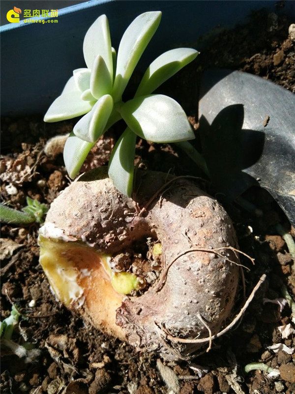 一个脚气患者的真实故事,关于癣有趣的故事