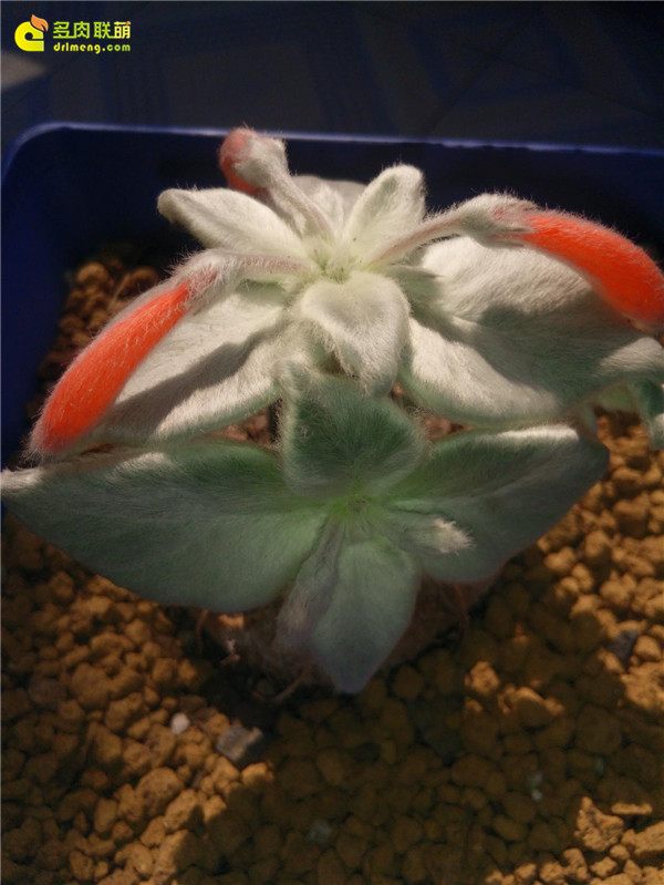 一个脚气患者的真实故事,关于癣有趣的故事