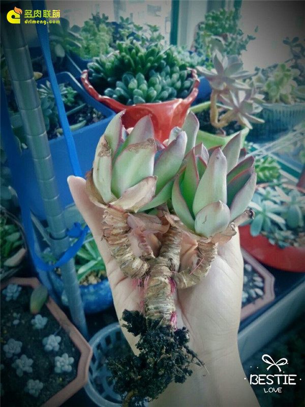 一个脚气患者的真实故事,关于癣有趣的故事