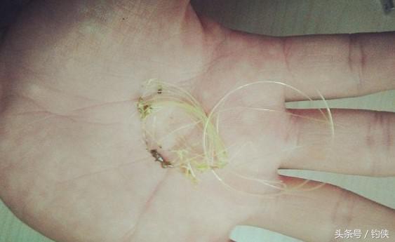 钓鱼知识测试图片,钓鱼常识鱼线