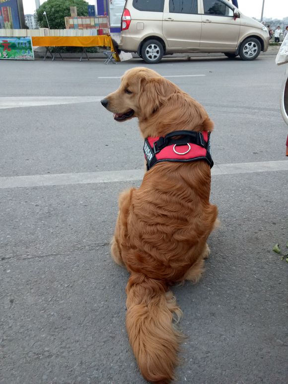 金毛毛发卷曲怎么弄直,金毛毛卷怎么拉直