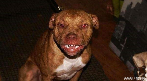 比特不都应该是这样的么？吃草莓那个是什么鬼