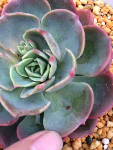 多肉植物如何防治病害,多肉植物病害处理视频