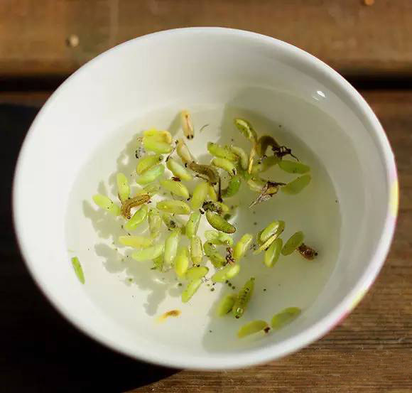 多肉植物如何防治病害,多肉植物病害处理视频