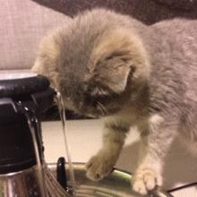 只喝水管流出来的水，这样的猫是不是有病？