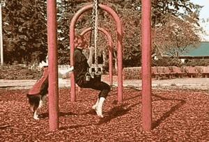 边牧这么聪明为什么很少人养,边牧太胆小了什么都教不会