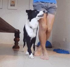 边牧这么聪明为什么很少人养,边牧太胆小了什么都教不会