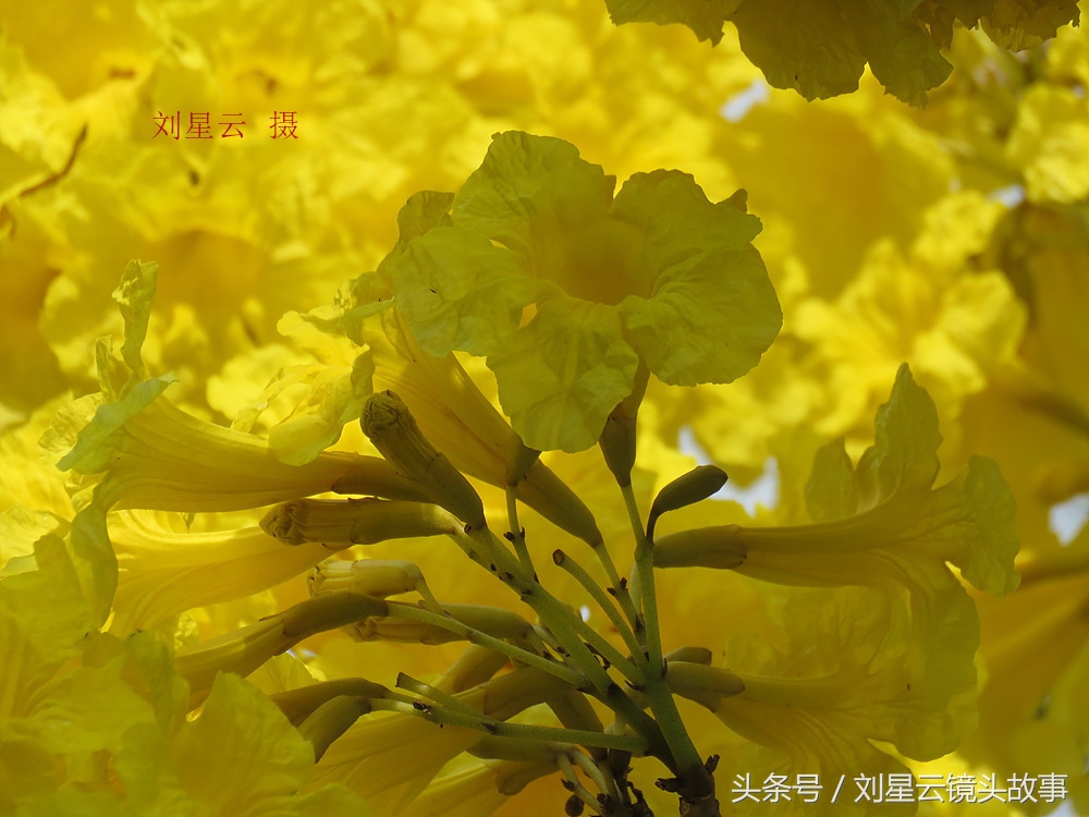 三亚黄花风铃花,三亚黄花风铃