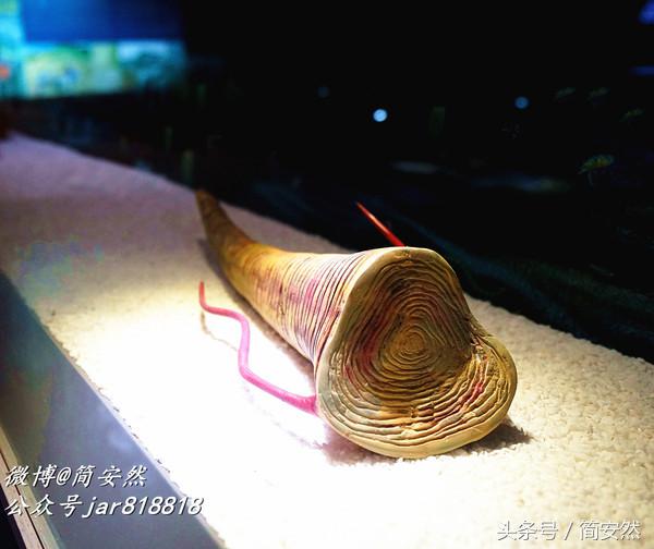 几亿年前海洋生物,生命摇篮澄江老照片