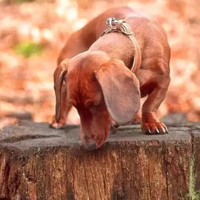 家里狗狗喜欢舔人,家里的狗狗爱乱拉屎怎么办