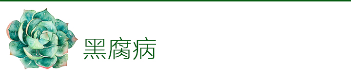 多肉植物如何防治病害,多肉植物病害处理视频