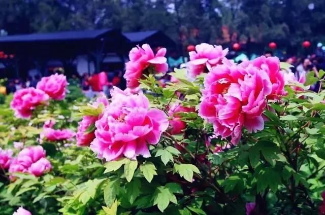 四月白菜价机票全在这了！从长春出发，最低只要129元！