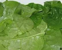 鲅鱼圈附近哪里可以挖野菜,盖州鲅鱼圈挖野菜