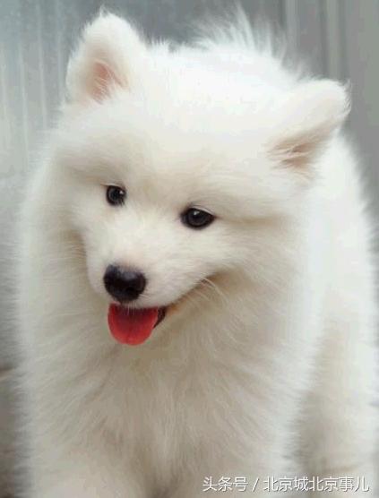 老北京人喜欢什么宠物,老北京人爱玩什么宠物