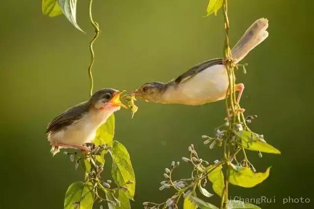 这是一篇只有鸟的美篇，却深深地打动了我