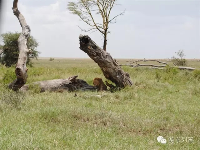 一生必去一次的非洲坦桑尼亚｜回归狂野