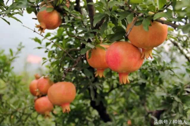 高产突尼斯石榴苗,石榴高产栽培技术要点