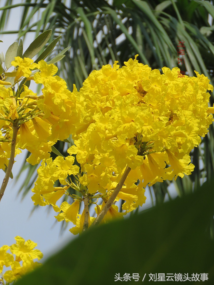 三亚黄花风铃花,三亚黄花风铃