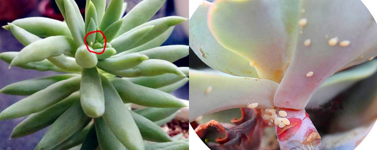 多肉植物如何防治病害,多肉植物病害处理视频