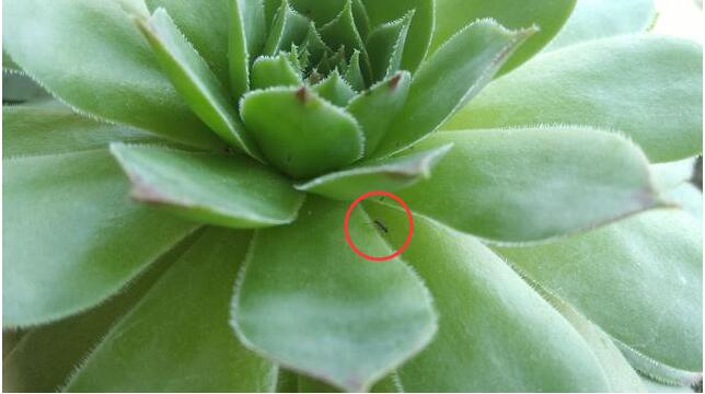 多肉植物如何防治病害,多肉植物病害处理视频