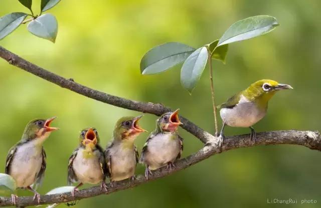 这是一篇只有鸟的美篇，却深深地打动了我