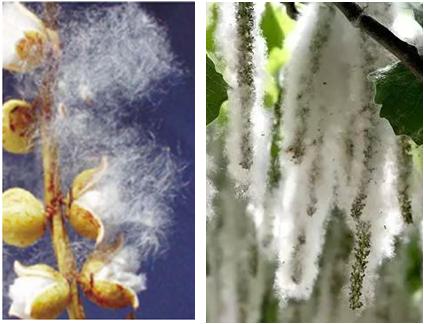 杨柳絮过敏去医院有用吗,杨柳絮和花粉过敏一样吗