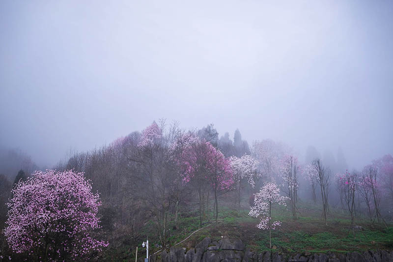 《天天向上》魏大勋强烈推荐赏辛夷花的地方，你还不快去！
