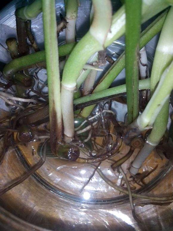 2米长的绿萝烂根后如何救活,绿萝烂根黄叶有黑点怎么救活