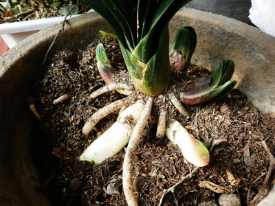 君子兰烂心如何处理能起死回生,君子兰烂心怎么处理才能活下来