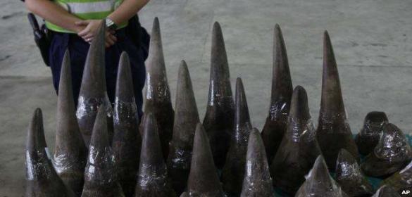 天价的犀牛角，竟如此嚣张