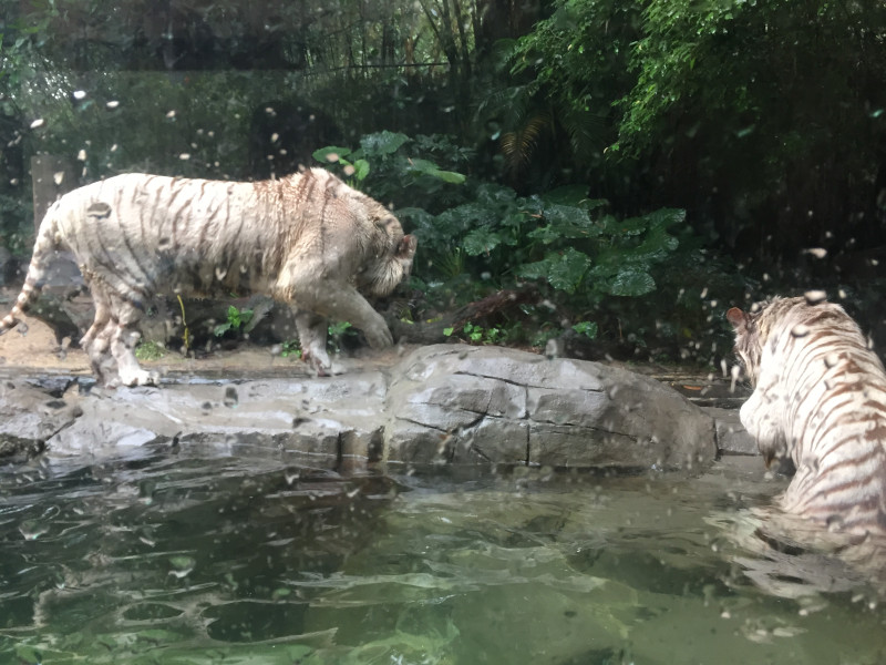 长隆野生动物园一天怎么玩,长隆野生动物园一天游不完怎么住