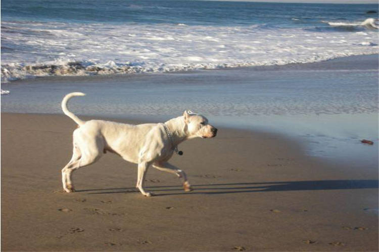 比特杜高犬抓野猪图片,杜高犬狩猎大型野兽
